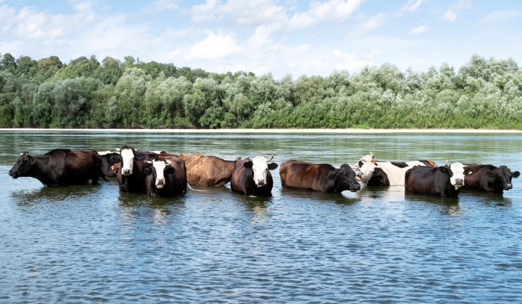 Group of Cows watering in the river