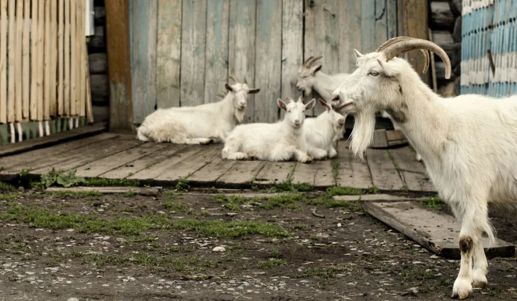 Group of Goats Relaxing At Farm 