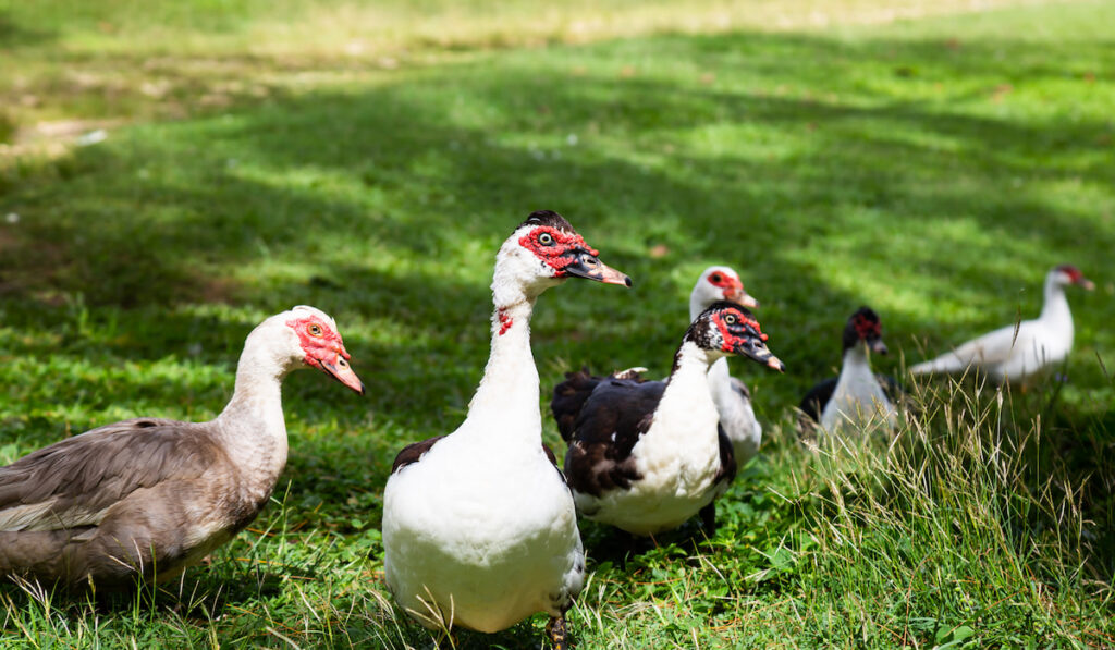 Group of Muscovy Ducks in a farm during a sunny day 