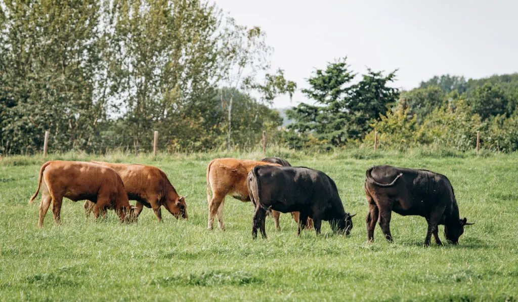 Group of cows grazing on a green meadow