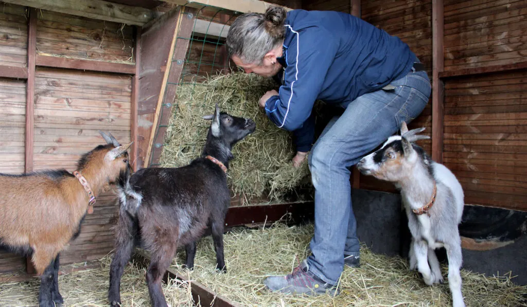 Group of goats waiting for the hay from their owner farm 