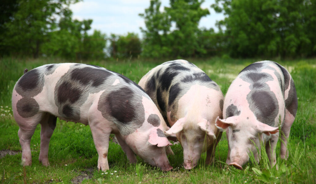 three pigs with black spots on their body eating grass - ee220424