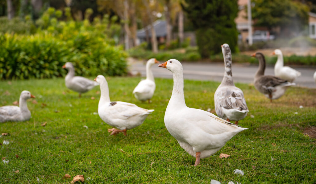 Group of white geese with orange paws and orange beaks on the lawn.
