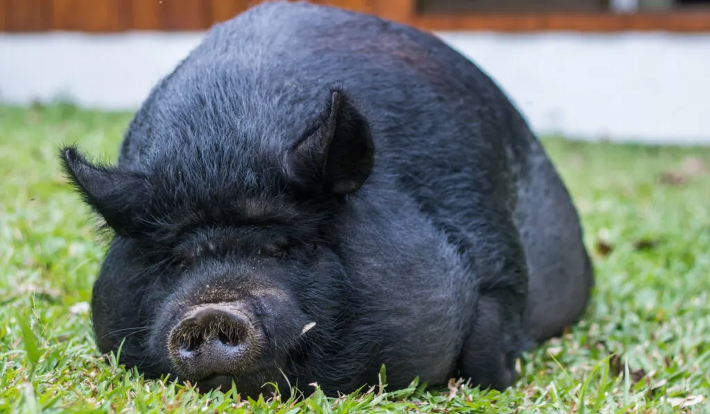 Guinea hog laying in grass