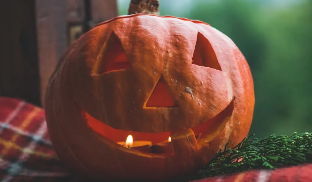 Halloween pumpkin with candles inside