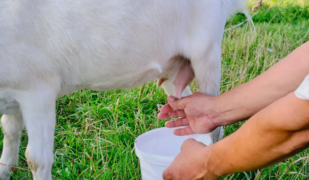 Hands of a senior man milks a white goat on a meadow