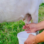 How Often Should You Milk a Goat?