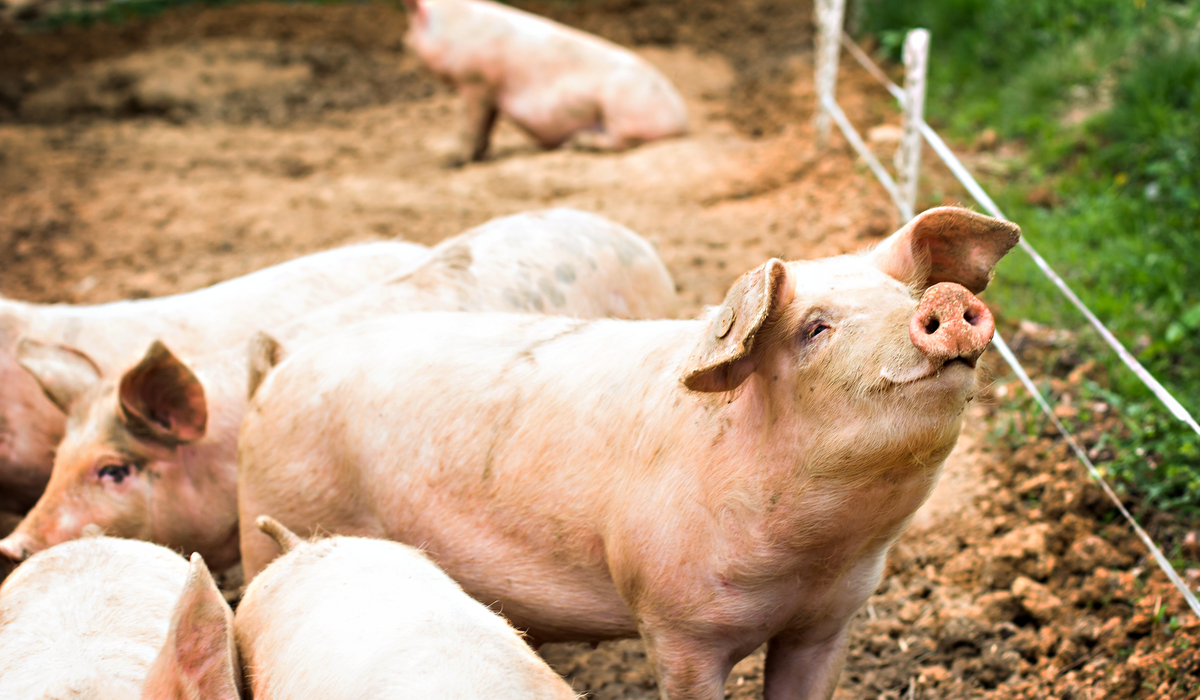 16 Best Tasting Pig Breeds Farmhouse Guide