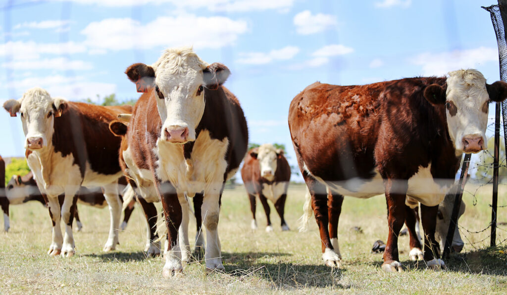 Herd of cattle in the pen outdoor 