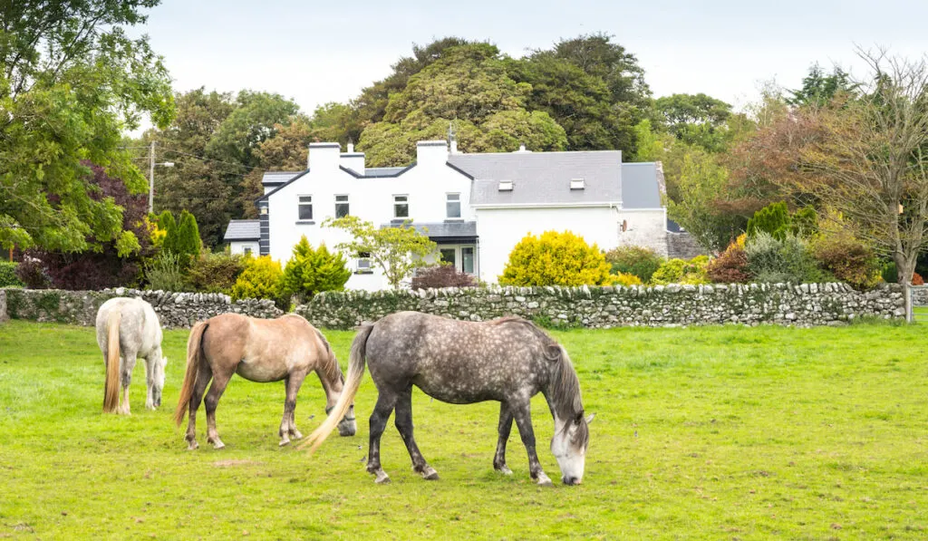 Irish Draught Horses Grazing at farm