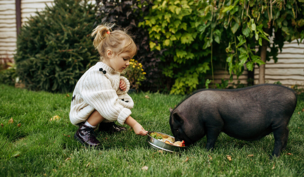 Kid feeds black pig in garden