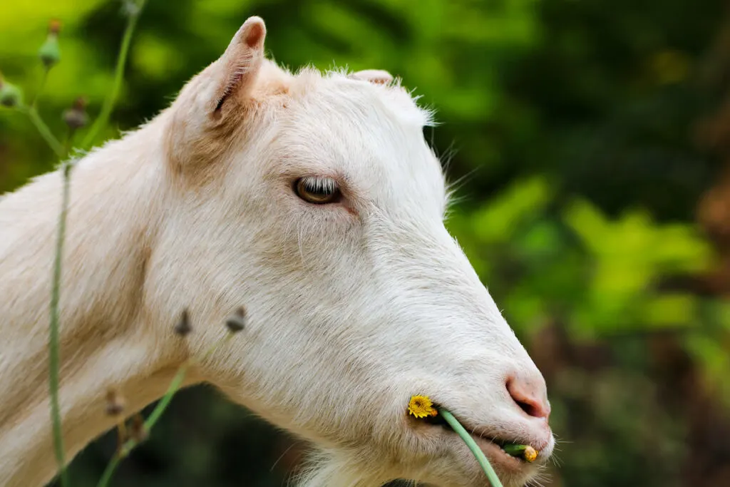 LaMancha goat short ear portrait eating plants 