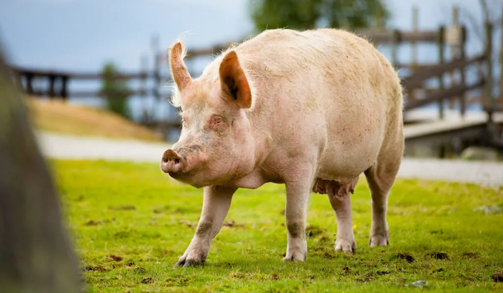 Large Pig Standing On Grassy Field At Farm 