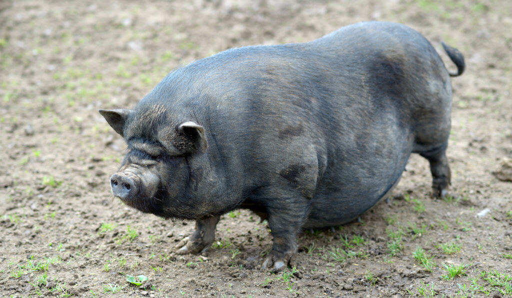 Large black pig in a muddy field