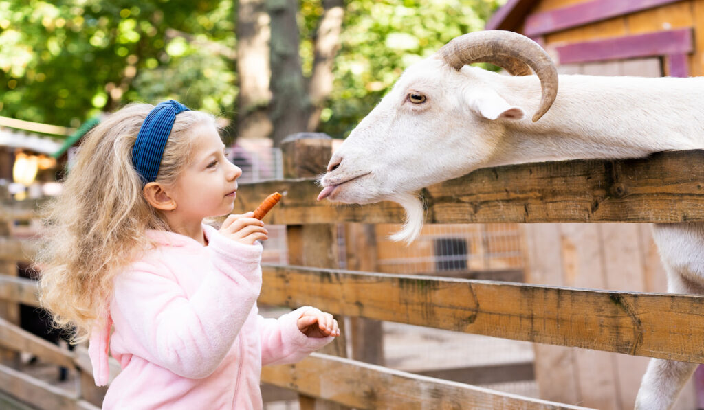 Little cute blonde girl feeds a white goat with carrots on a farm. Life on the farm 