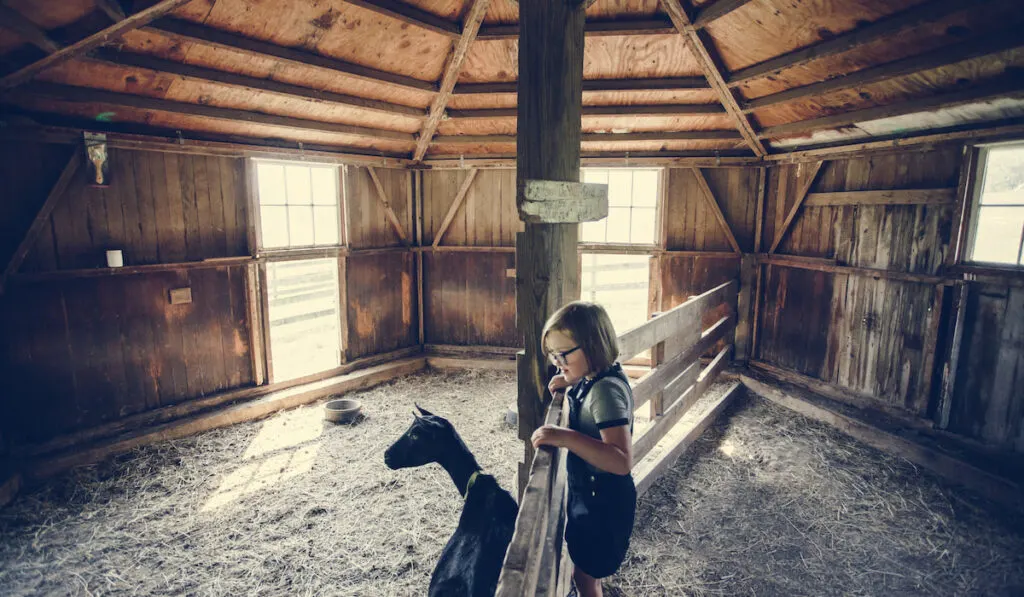 Little girl playing with a goat inside the barn 