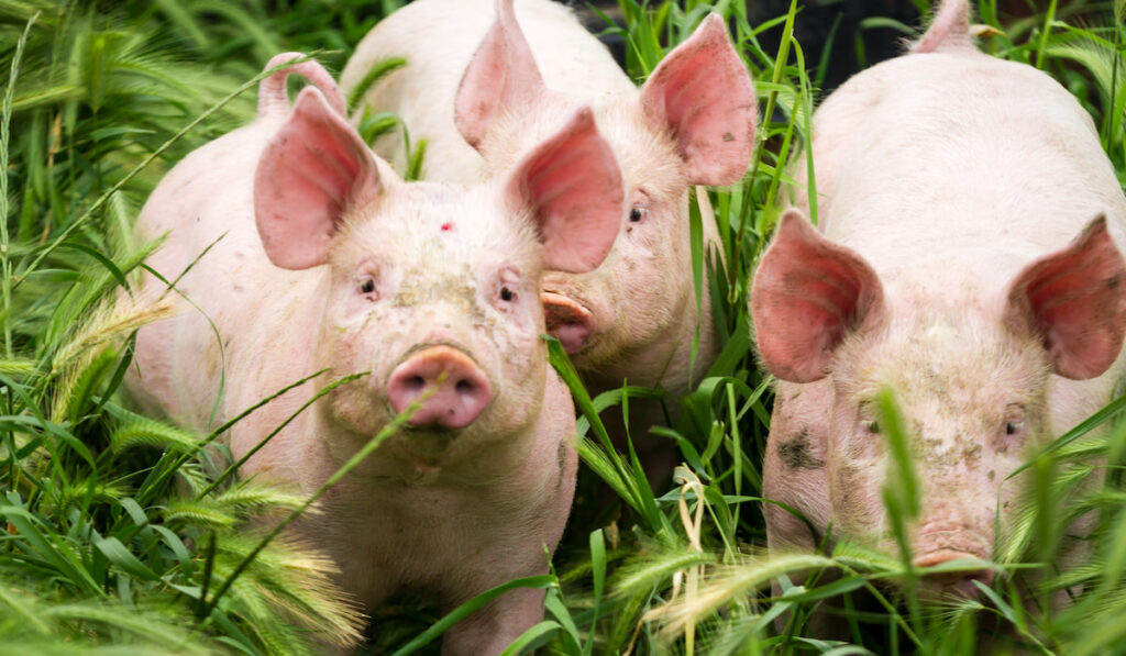 Little three pigs on the field in summer