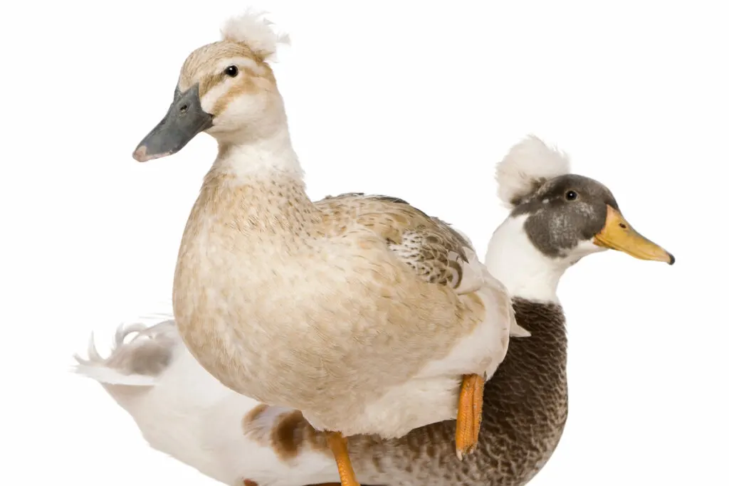 Male and Female Crested Duck, 3 years old, standing in front of white background 