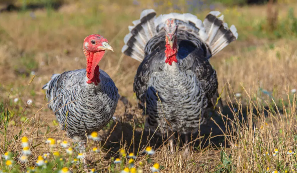 Male and Female Turkey on a grass field