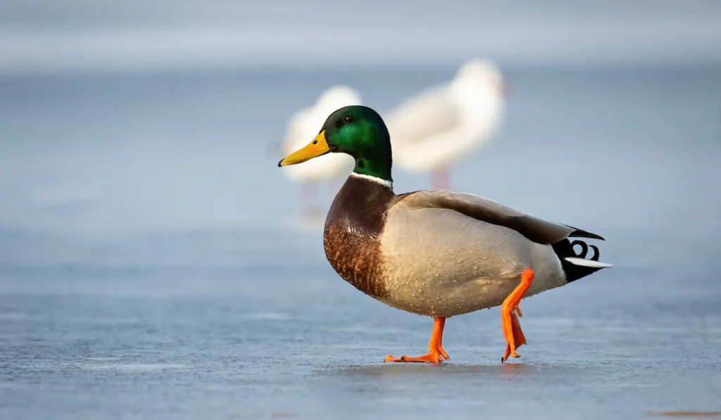 Male  mallard  duck walking on ice on frozen river in winter at sunrise 