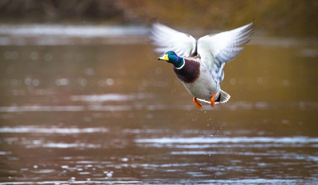 Mallard Duck flying over the pond 