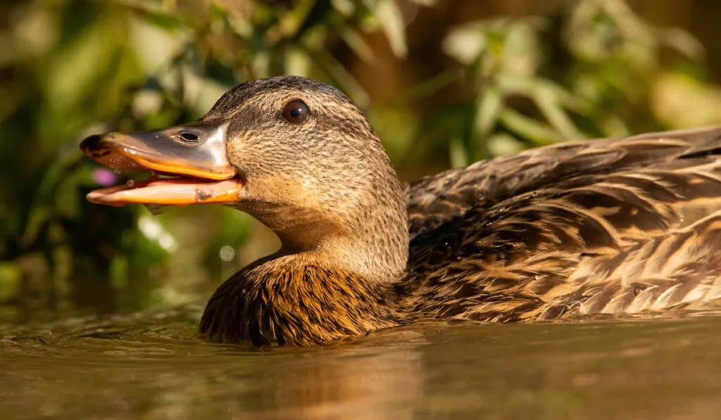 Mallard swimming in water with open mouth from soffit