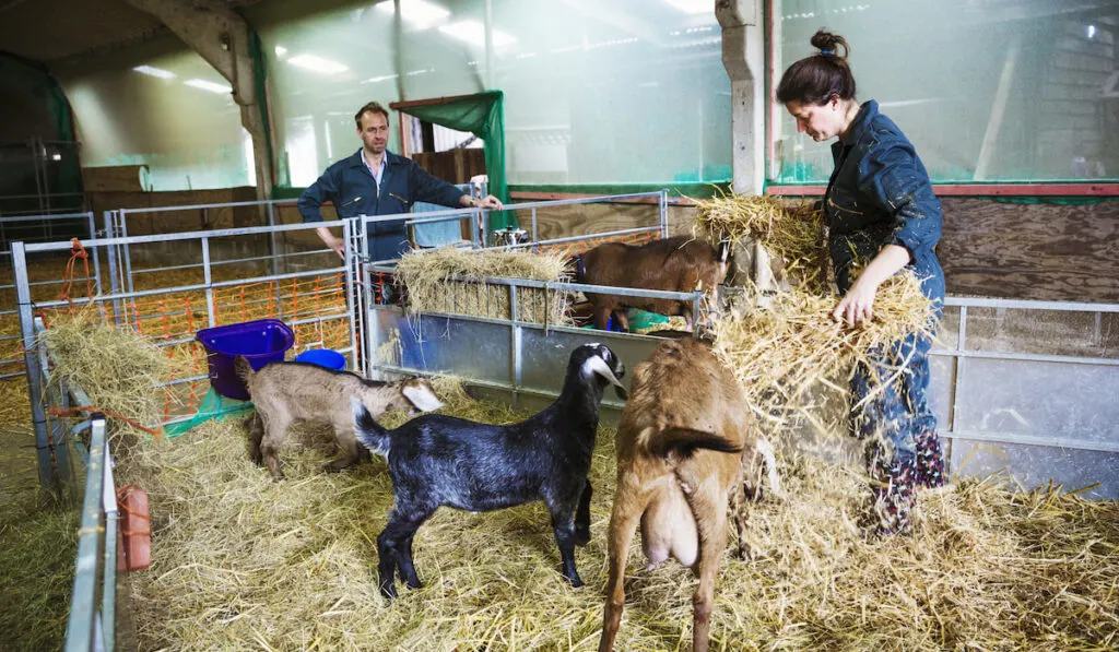 Man and woman in a stable with goats, scattering straw on the floor 