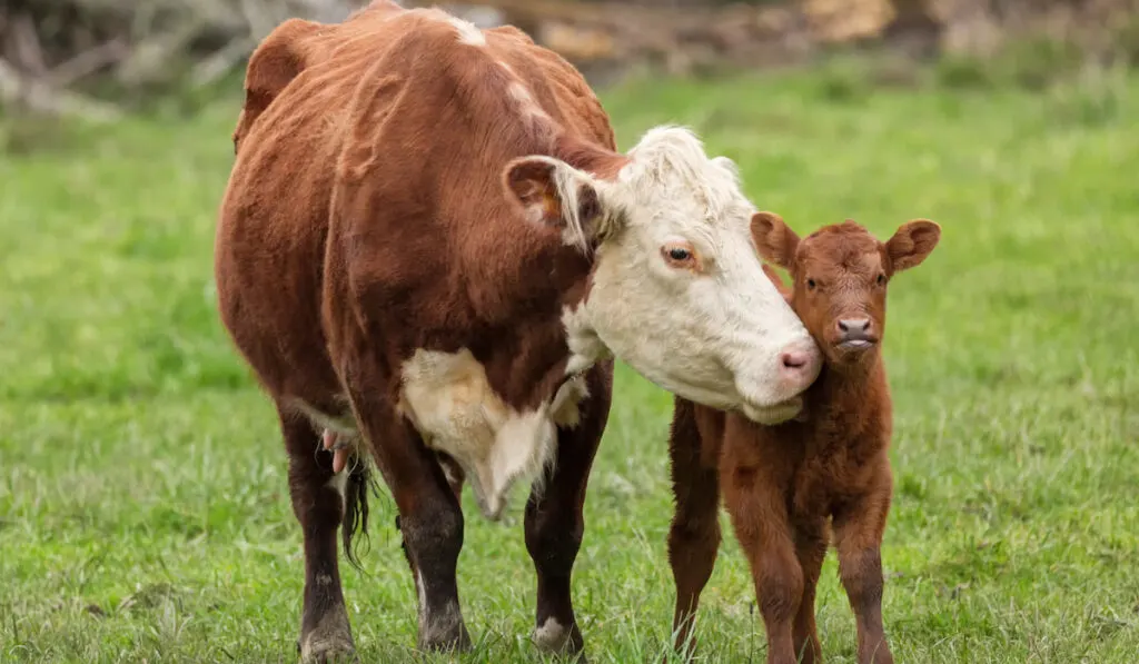Momma cow nuzzles her calf on a farm