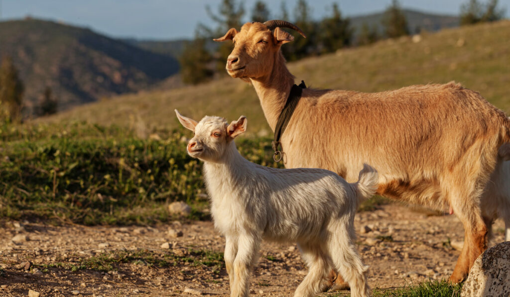 Mother goat and her kid outside staring sunset 