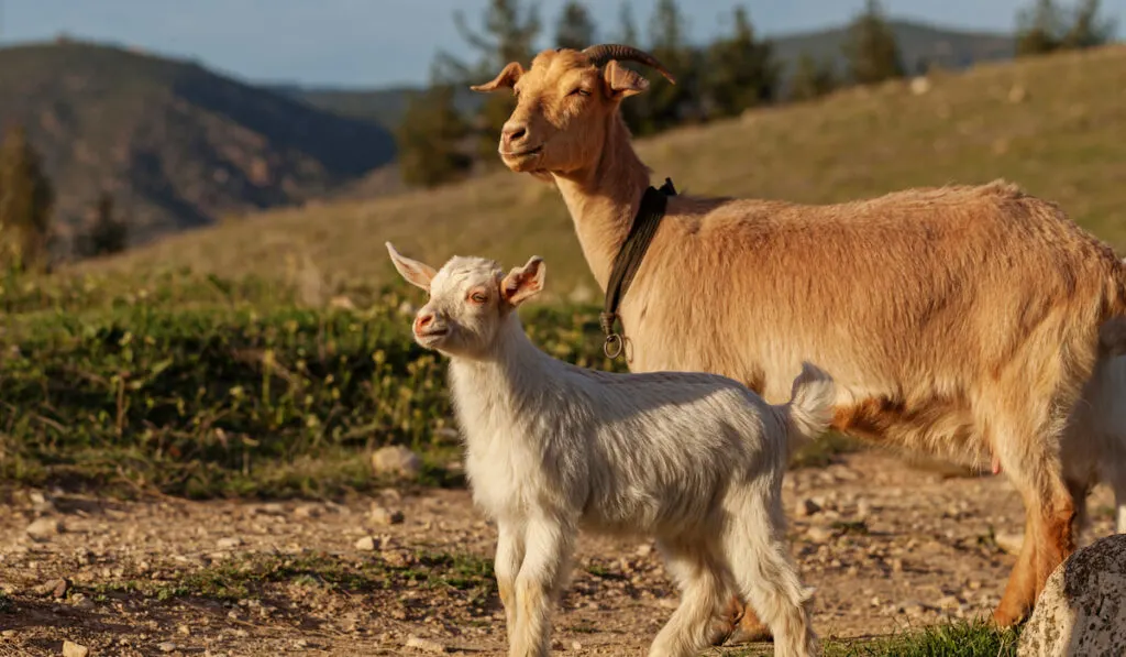 Mother goat and her kid outside staring sunset 