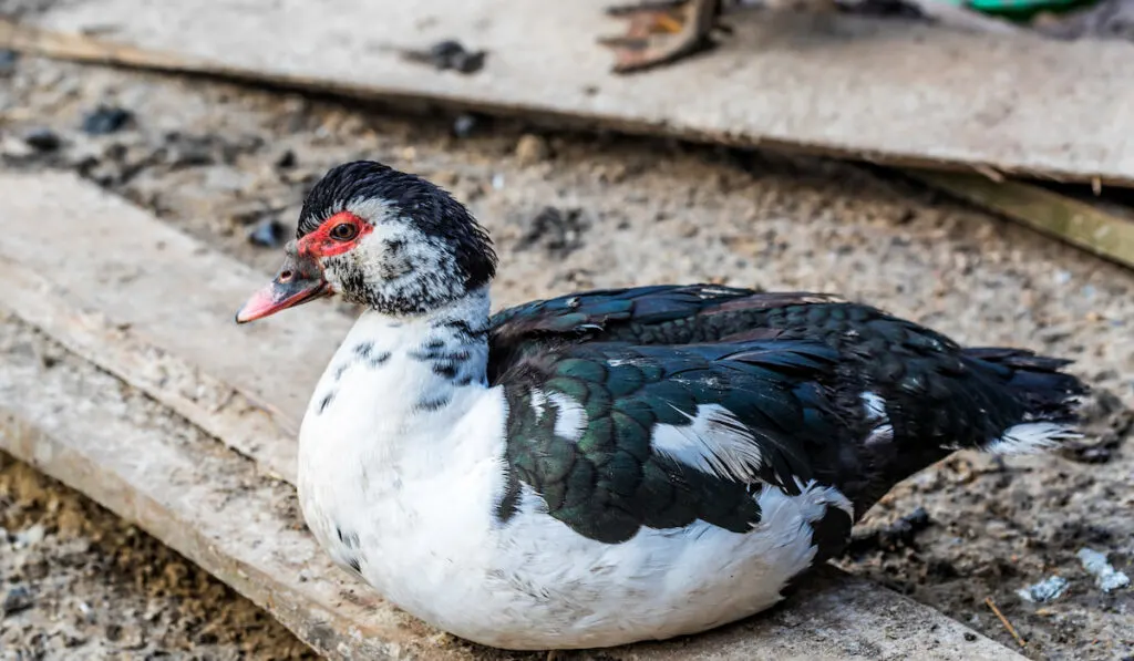 Muscovy Duck resting at farm yard 