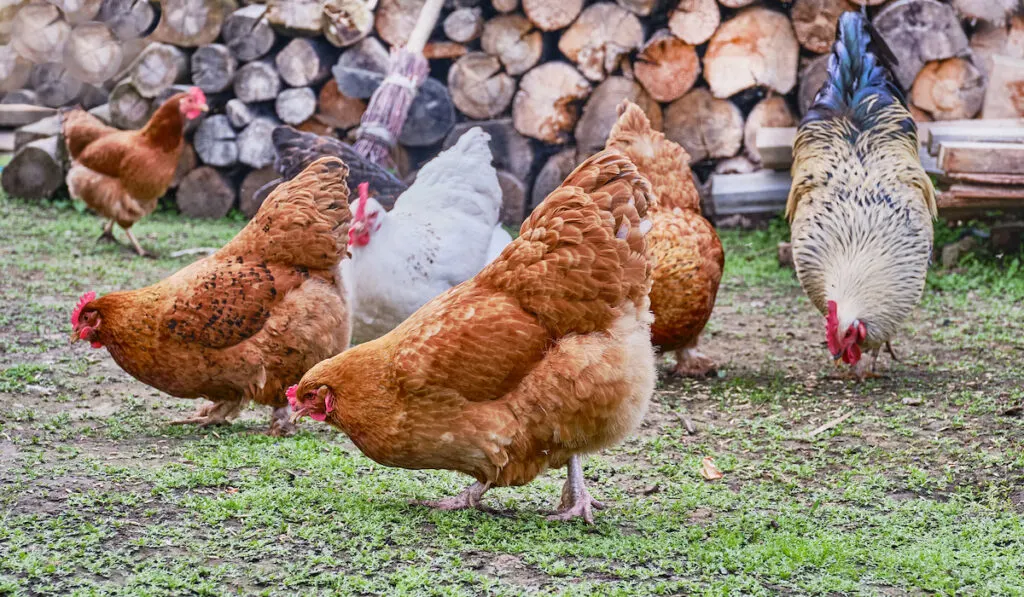 New hampshire red chickens and other chickens pecked seeds in the grass 