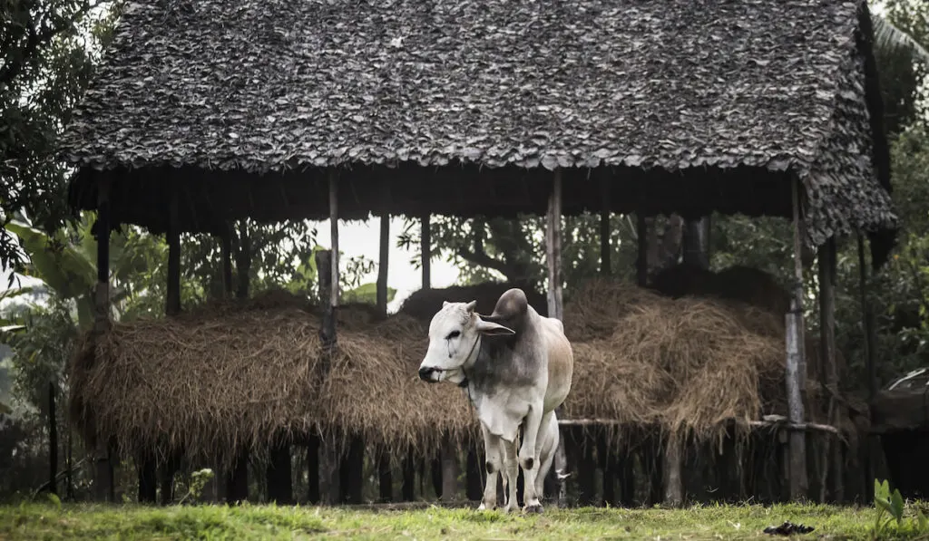 Ox on the banks of the Salween River 