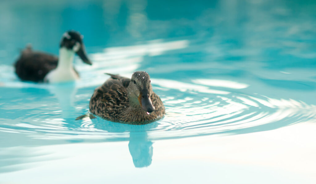 Pair of Mating Ducks swimming in  Hotel Pool 