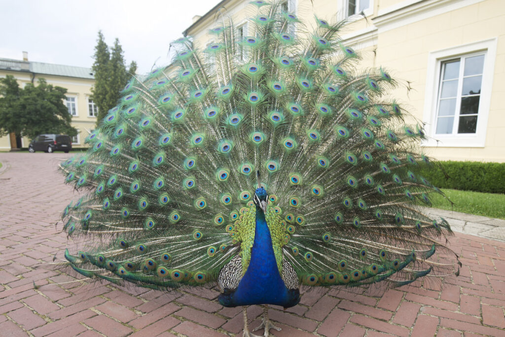 Peacock with it's beautiful  tail spread