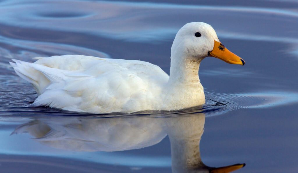 Pekin duck swimming in the blue water lake 