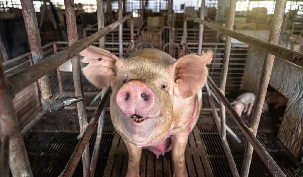 Pigs in hog farms, Pig industry