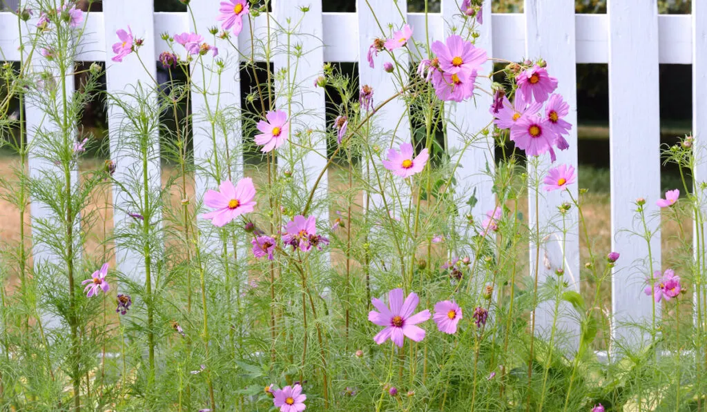 Pink cosmos flowers along the white picket fence in backyard