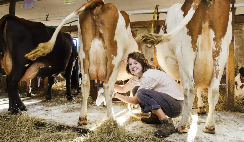 Portrait Of Happy Woman Milking Cow 