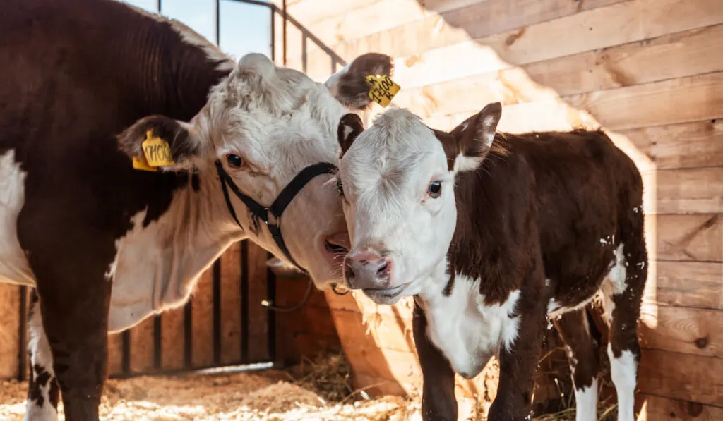 Portrait of a brown white cow with a calf in the farm 