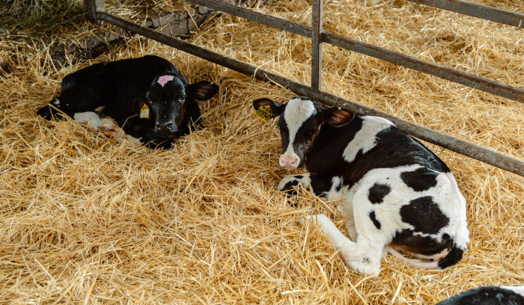 Portrait of a cow calf on a farm resting over straw