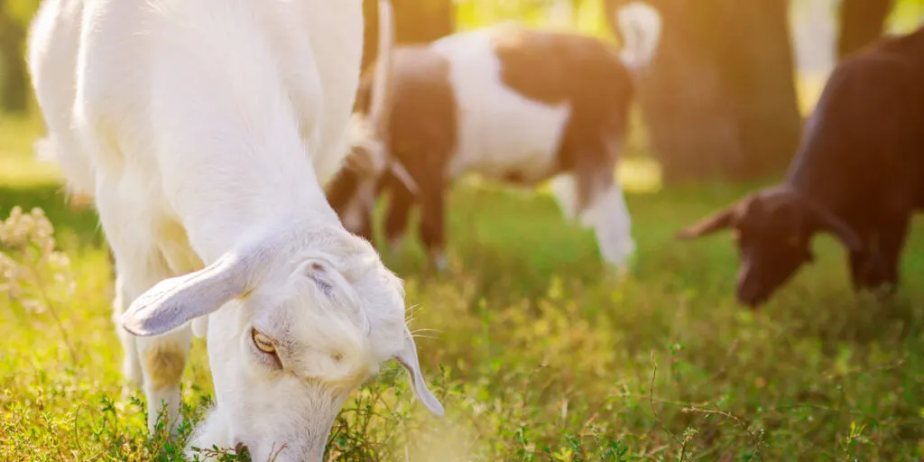 Portrait of a goat eating grass on a field