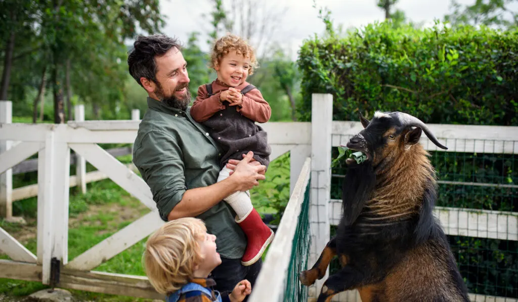 Portrait of father with small children standing on farm, feeding goat with vegetable 