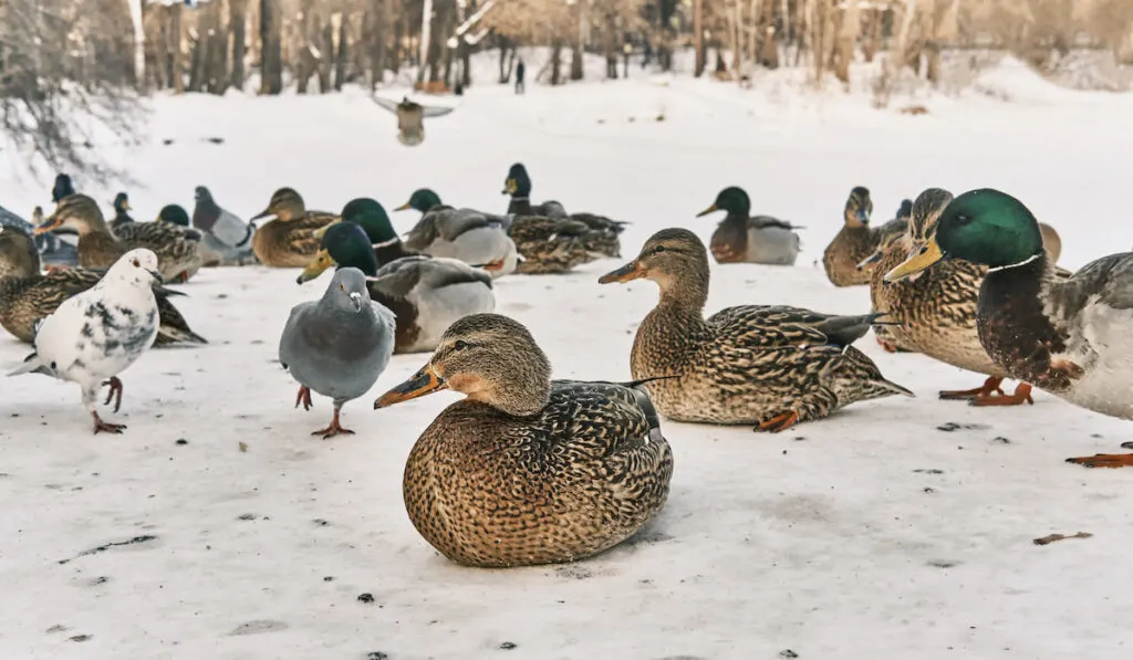 Resting Ducks, drakes, pigeons on snow in city park 