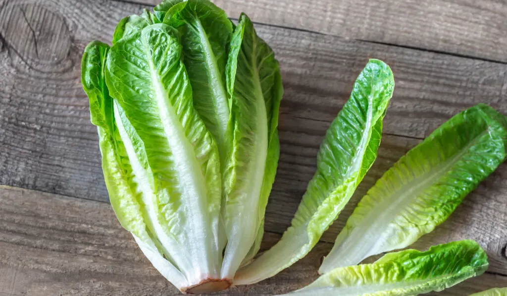 Romaine lettuce on wooden background