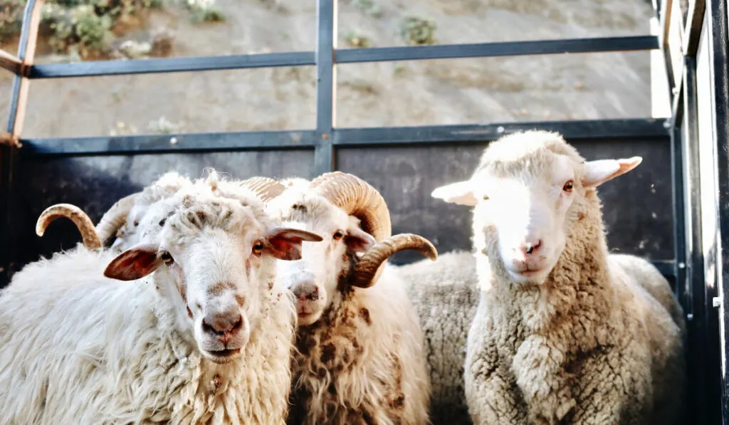 Sheep ram in truck cage 