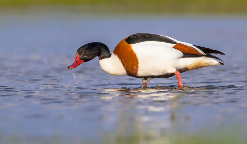 Shelduck drinking water in a pond 