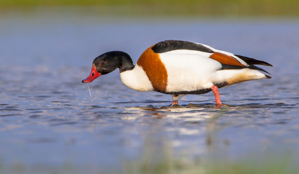 13 Ducks (and Other Birds) With Red Beaks - Farmhouse Guide