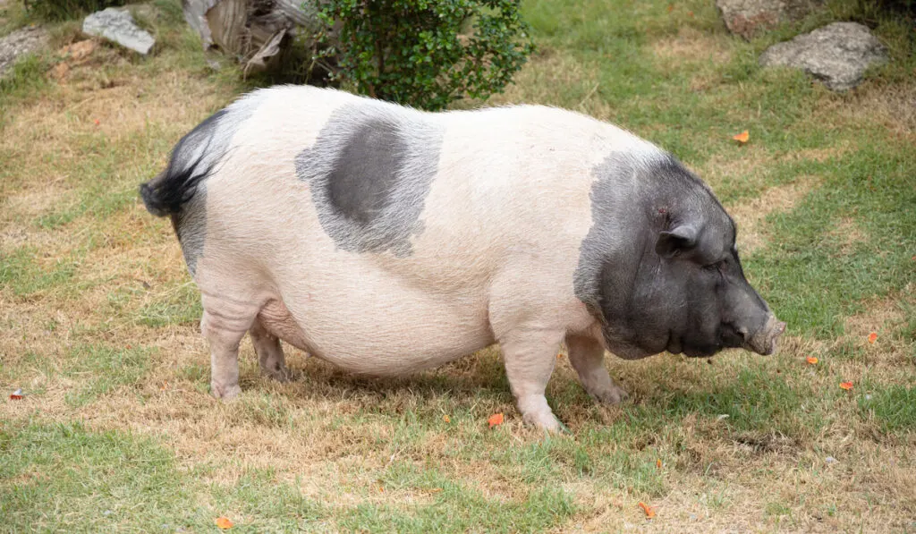 Side view of the large Pink and black Hampshire pig that standing on the lawn