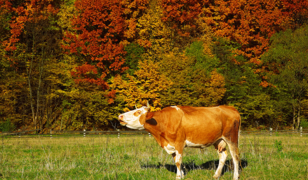 Single cow moos near colorfull Autumnal forest